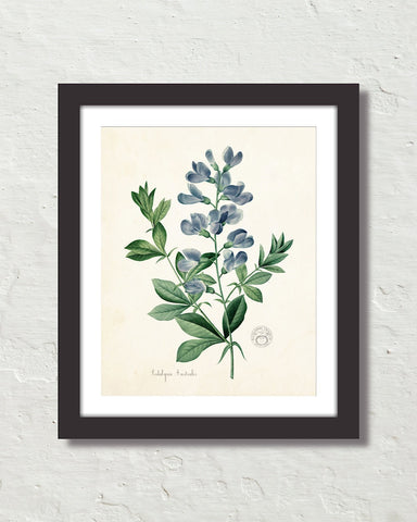 Antique French Blue Botanical No. 20 Art Print