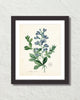 Antique French Blue Botanical No. 20 Art Print