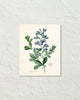 Antique French Blue Botanical No. 20 Art Print