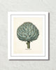 Antique Artichoke Giclee Art Print