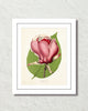 French Magnolia Lenne Giclee Art Print