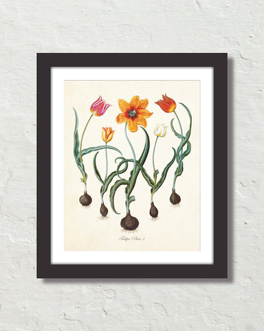 Antique Botanical Tulip No. 1 Giclee Art Print