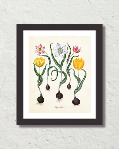 Antique Botanical Tulip No. 2 Giclee Art Print
