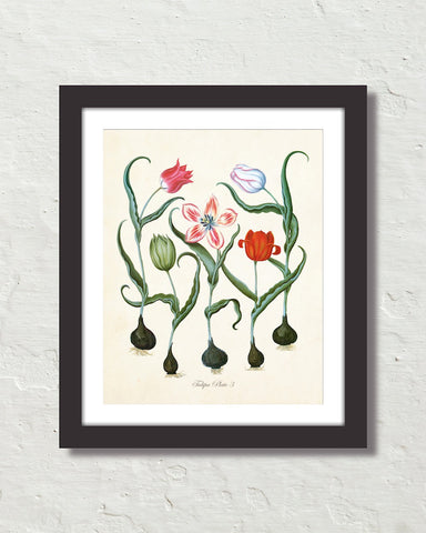 Antique Botanical Tulip No. 3 Giclee Art Print