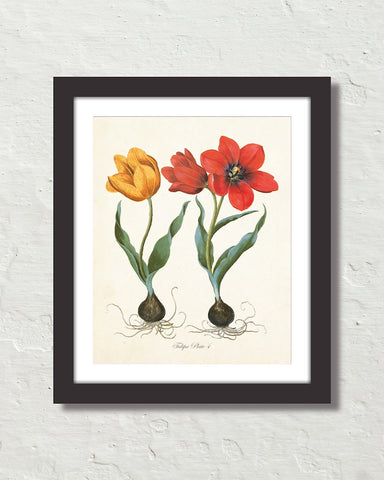 Antique Botanical Tulip No. 4 Giclee Art Print