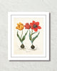 Antique Botanical Tulip No. 4 Giclee Art Print
