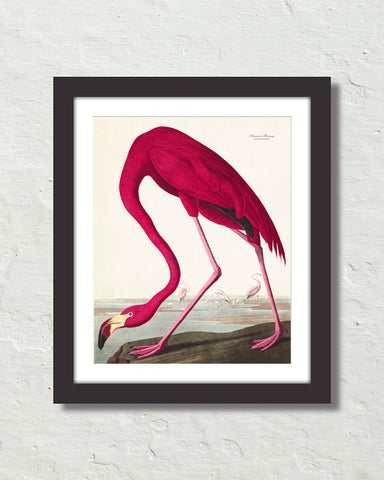 Audubon Pink Flamingo Giclee Art Print