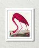 Audubon Pink Flamingo Giclee Art Print