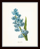 Blue Redoute Botanical Floral Print Set No. 2