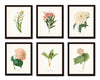 Botanical Garden Print Set No. 10 - Redoute Botanical Prints