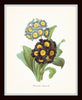 Antique Primrose Floral Print Set No.5