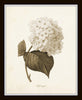 Sepia Flowers Botanical Print Set No.1