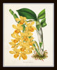 Yellow Orchid Print Set No. 1
