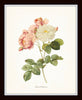 Redoute Roses Botanical Print Set No. 10