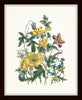 Vintage Wildflowers Botanical Print Set No. 5