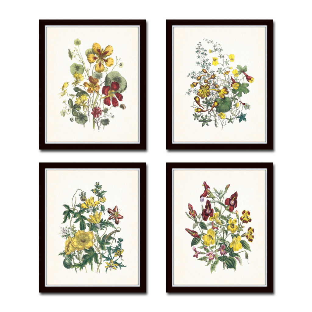 Vintage Wildflowers Botanical Print Set No. 5 – Belle Maison Art