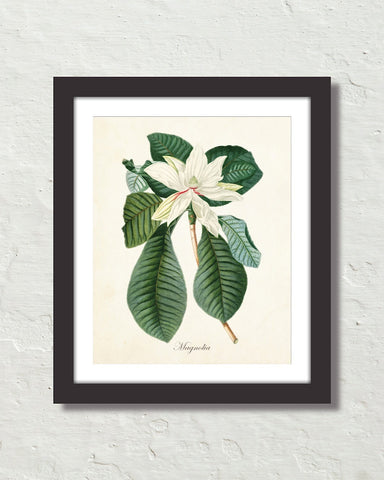 Vintage Magnolia No. 60 Botanical Art Print