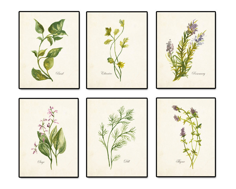 Watercolor Herbs Print Set 2 - Botanical Print Set – Belle Maison Art