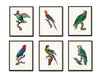 French Parrot Print Set Of Six Giclee Canvas Prints