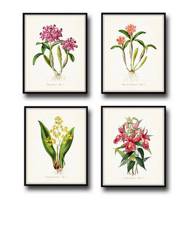 Tropical Orchids Botanical Print Set No. 2 - Giclee Art Prints