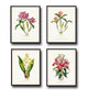 Tropical Orchids Botanical Print Set No. 2 - Giclee Art Prints
