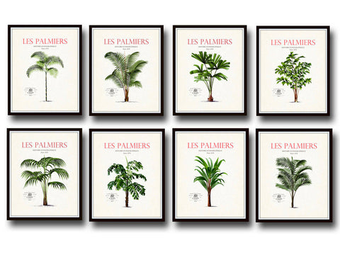 Vintage French Palm Tree Print Set No 10 - 8 Prints