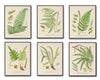 British Ferns Print Botanical Set 2 - Giclee Canvas Art Prints