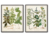 Herbs de Menthol Print Set - Botanical Herb Prints