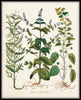 Herbs de Menthol Print Set - Botanical Herb Prints