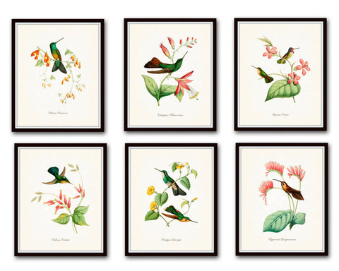 Hummingbird Print Set 1 - Giclee Art Bird Prints
