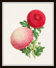 The Floral Magazine Print Set No. 2 - 8 Botanical Prints