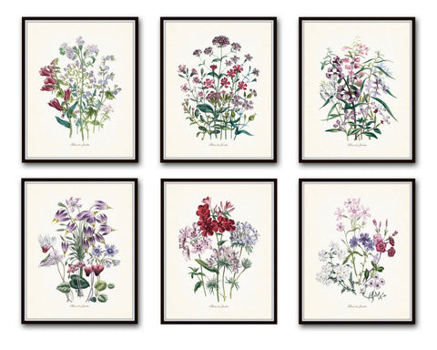 Fleurs de Jardin Print Set No. 5 - Botanical Prints