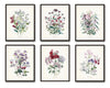 Fleurs de Jardin Print Set No. 5 - Botanical Prints