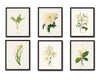 White Botanical Print Set No. 6 - Giclee Canvas Art Prints