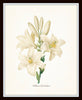 White Botanical Print Set No. 8 - Botanical Prints