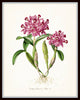 Tropical Orchids Botanical Print Set No. 4 - Giclee Canvas Art Prints