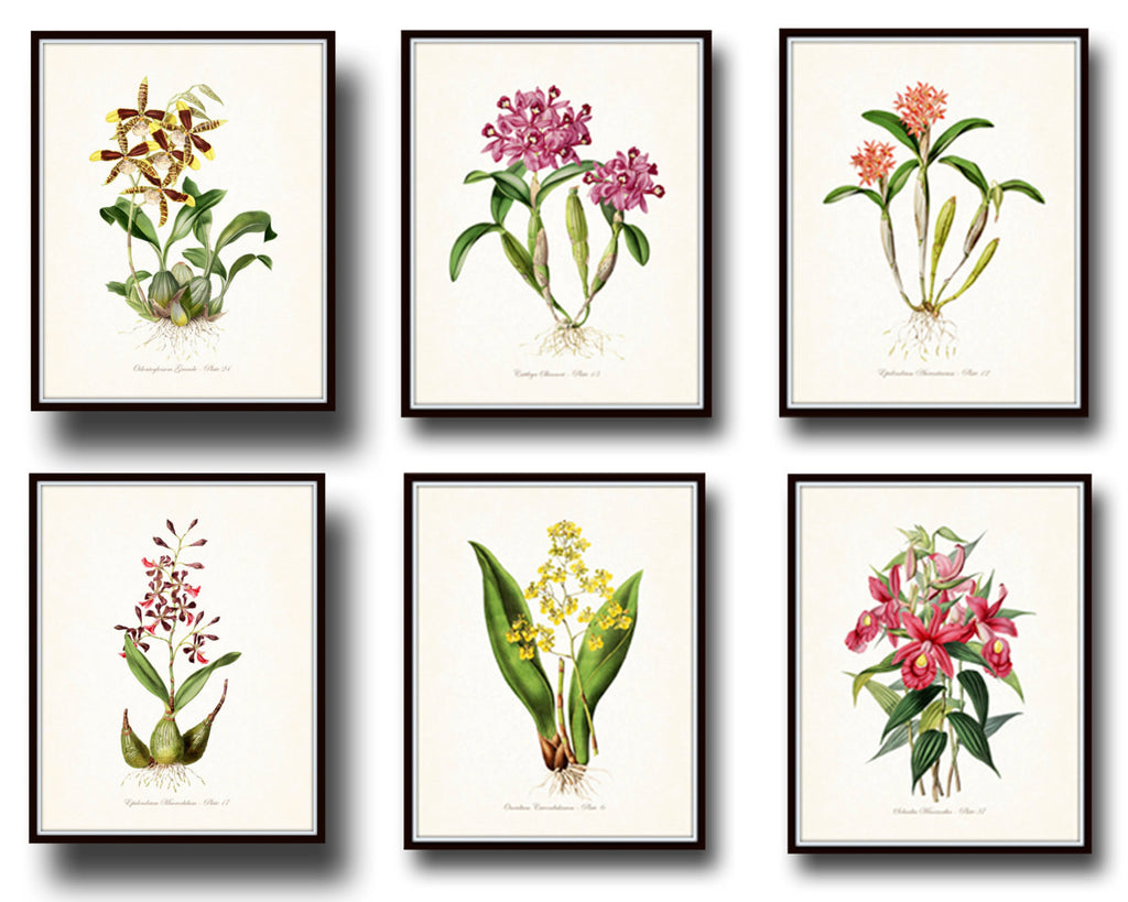 Tropical Orchids Botanical Print Set No. 4 - Giclee Canvas Art