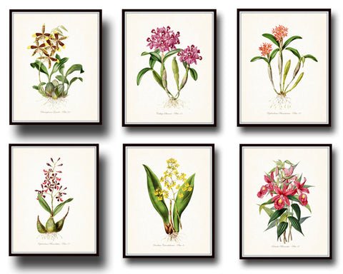 Tropical Orchids Botanical Print Set No. 4 - Giclee Canvas Art Prints
