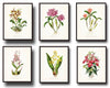 Tropical Orchids Botanical Print Set No. 4 - Giclee Canvas Art Prints