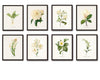 White Botanical Print Set No. 8 - Botanical Prints