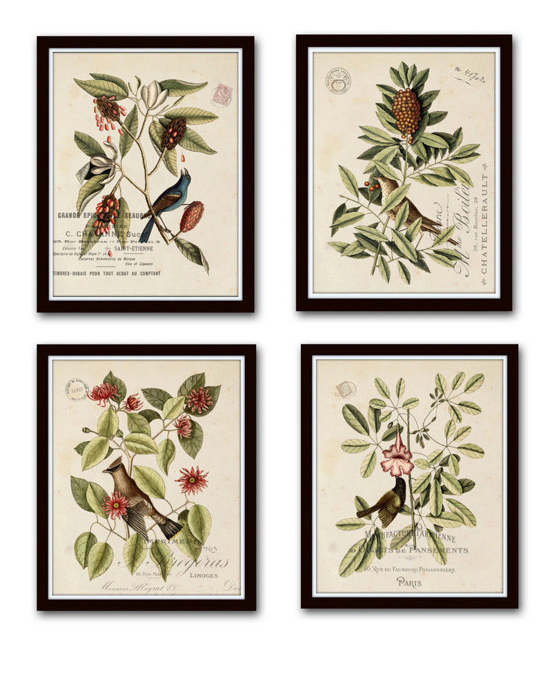 Vintage Bird and Botanical Print Set No.1 - Giclee Art Prints – Belle ...