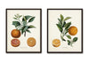 Vintage Citrus Orange Botanical Print Set - Giclee Prints