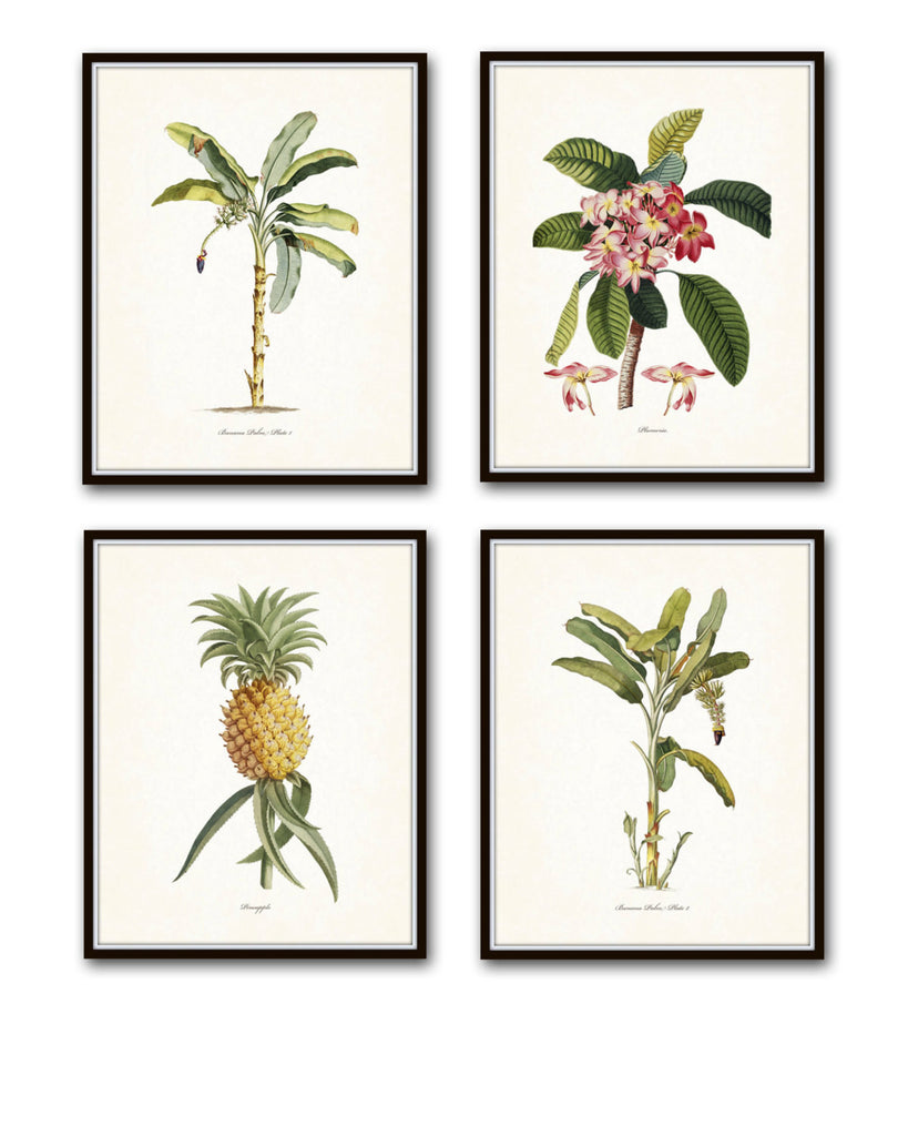 Tropical Botanical Print Set – Belle Maison Art