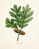 Oak Leaf Botanical Print Set No. 3