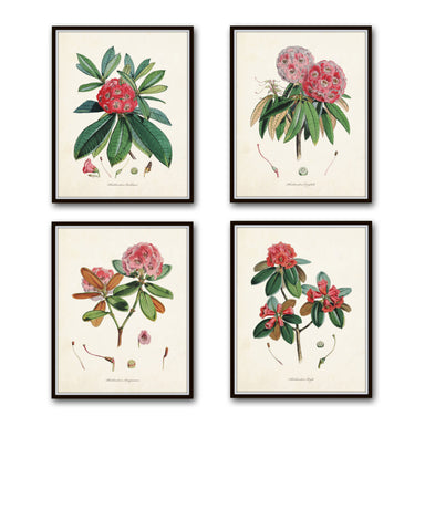 Rhododendron Botanical Print Set No. 2