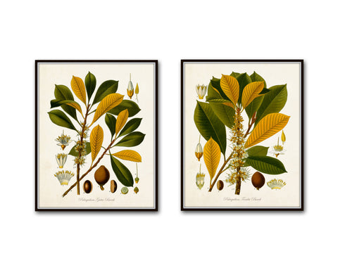 Flora Ii Vintage Botanical Print Set
