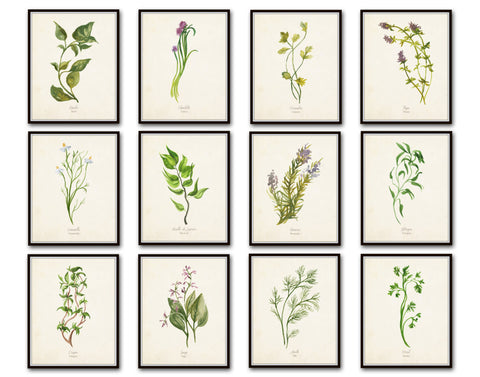 Watercolor Herbs Print Set No.5 - 12 Herb Botanical Prints