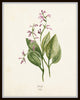 Watercolor Herbs Print Set No.5 - 12 Herb Botanical Prints