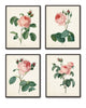 Redoute Roses Botanical Print Set No. 1 - Botanical Print Set