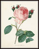 Redoute Roses Botanical Print Set No. 1 - Botanical Print Set